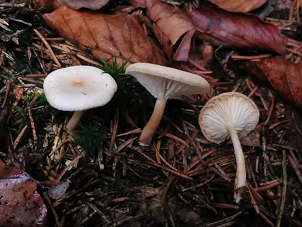 strmuľka Clitocybe sp.