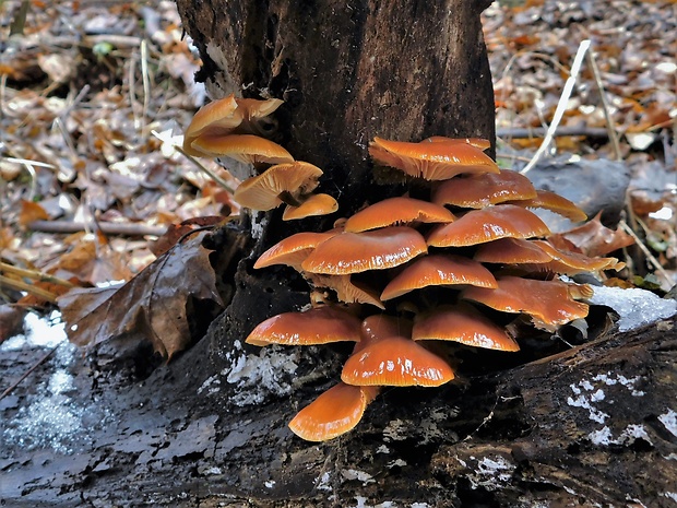 plamienka Flammulina sp.