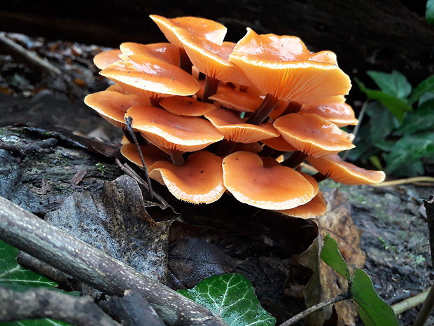 plamienka Flammulina sp.