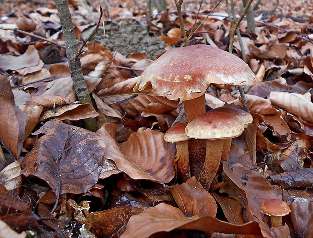 strapcovka tehlovočervená Hypholoma lateritium (Schaeff.) P. Kumm.