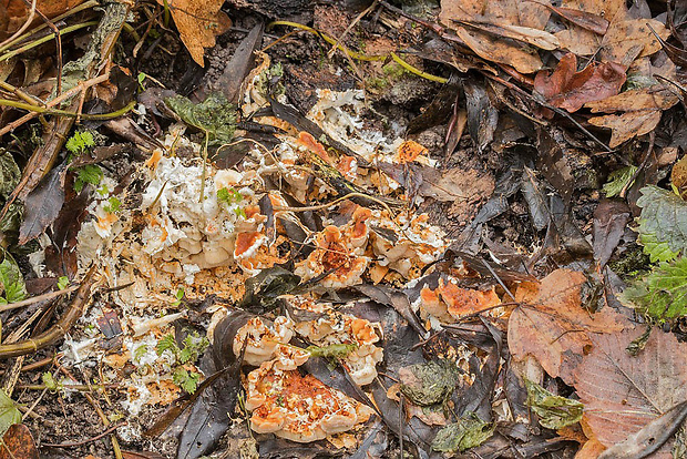 pleťovec Loweomyces wynneae (Berk. & Broome) Jülich