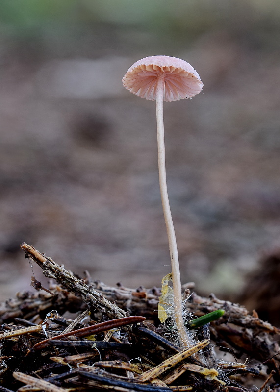 prilbička Mycena sp.