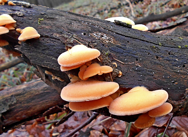 hlivník hniezdovitý Phyllotopsis nidulans (Pers.) Singer