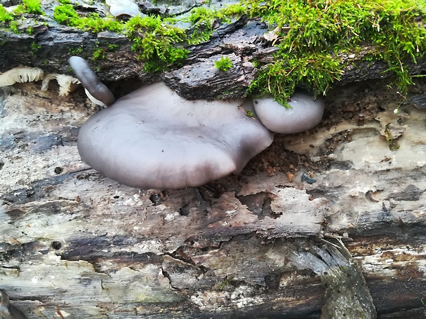 hliva ustricovitá Pleurotus ostreatus (Jacq.) P. Kumm.