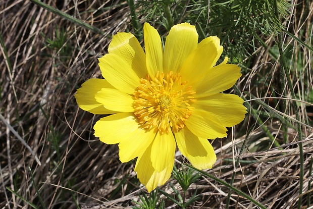 hlaváčik jarný Adonis vernalis L.