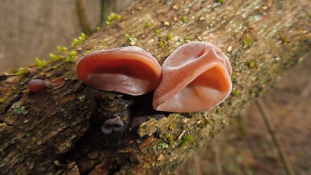 uchovec bazový Auricularia auricula-judae (Bull.) Quél.