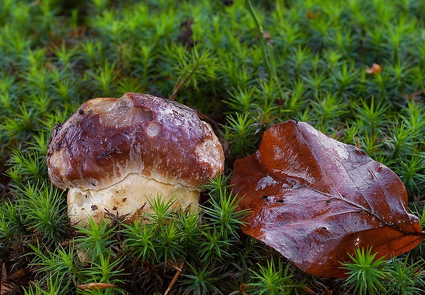 hríb sosnový Boletus pinophilus Pil. et Dermek in Pil.