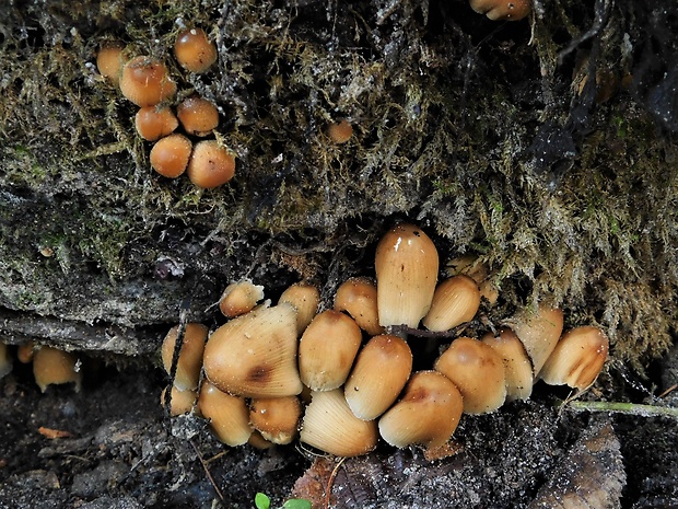 hnojník ligotavý Coprinellus micaceus (Bull.) Vilgalys, Hopple & Jacq. Johnson