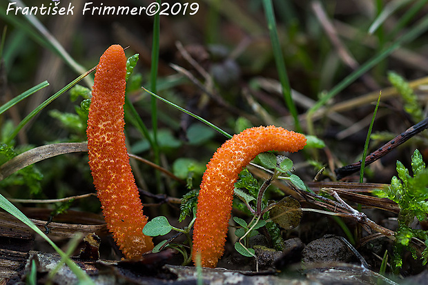 žezlovka hmyzová Cordyceps militaris (Fr.) Link