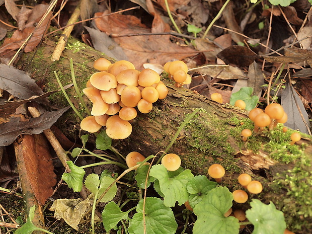 kapucňovka okrovohnedastá Galerina marginata (Batsch) Kühner