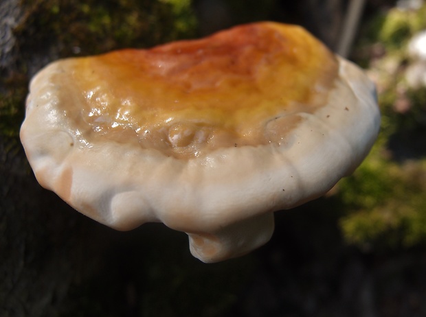 lesklokôrovka Ganoderma sp.