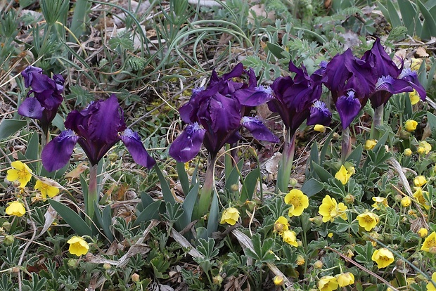 kosatec nízky Iris pumila L.