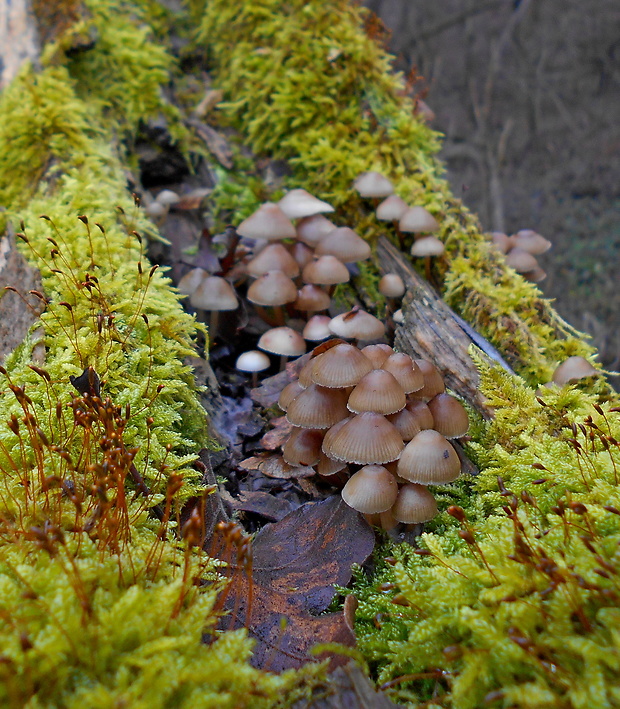 prilbička hnedosivá Mycena tintinnabulum (Paulet) Quél.