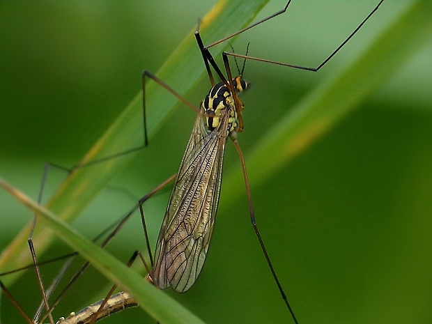 tipuľa Nephrotoma appendiculata