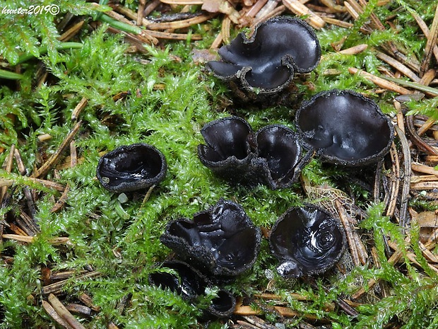 misôčka Pseudoplectania sp.