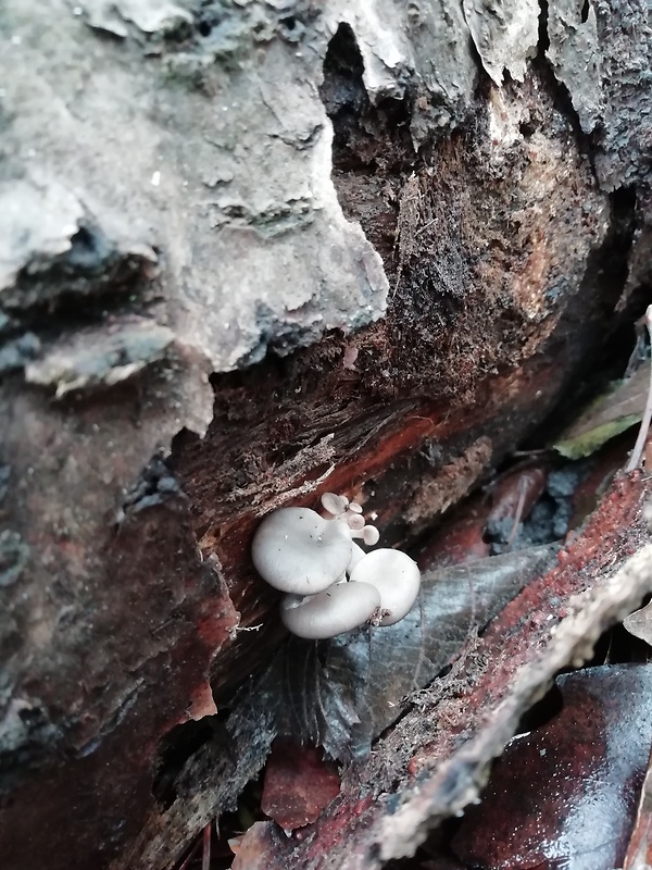 hliva ustricovitá Pleurotus ostreatus (Jacq.) P. Kumm.