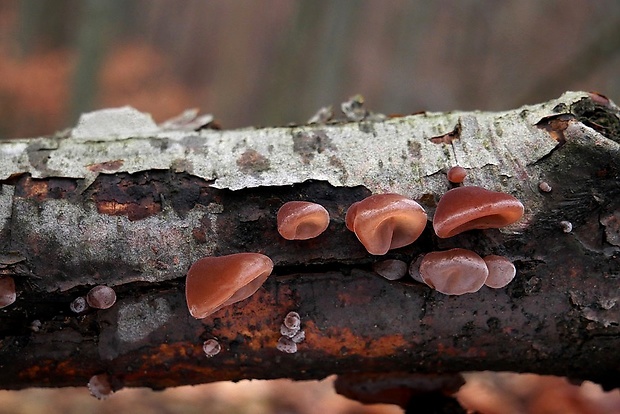 uchovec bazový Auricularia auricula-judae (Bull.) Quél.