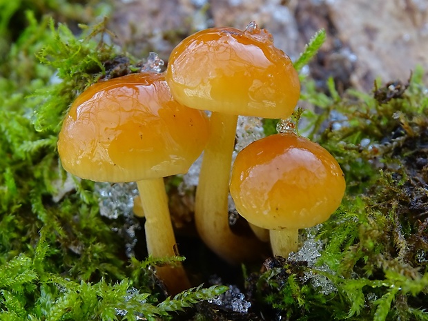 plamienka Flammulina sp.