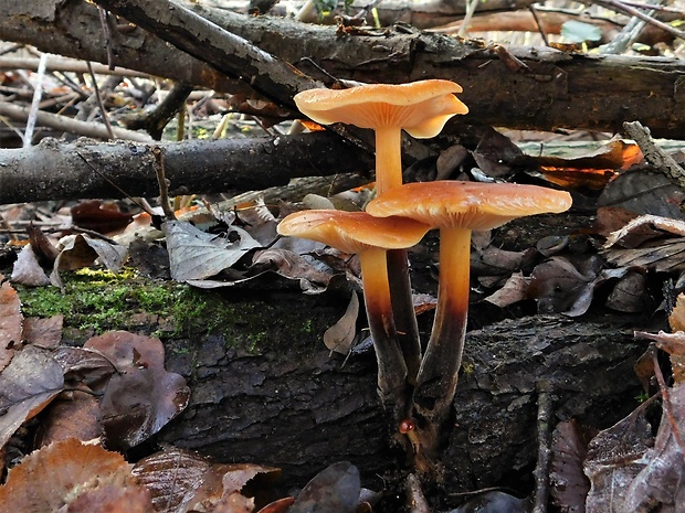 plamienka Flammulina sp.