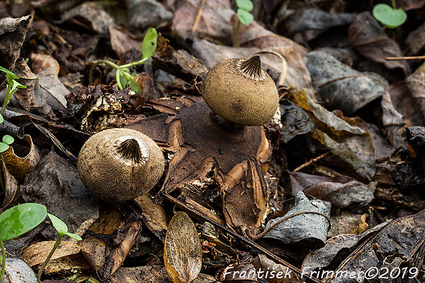 hviezdovka Berkeleyova Geastrum berkeleyi Massee