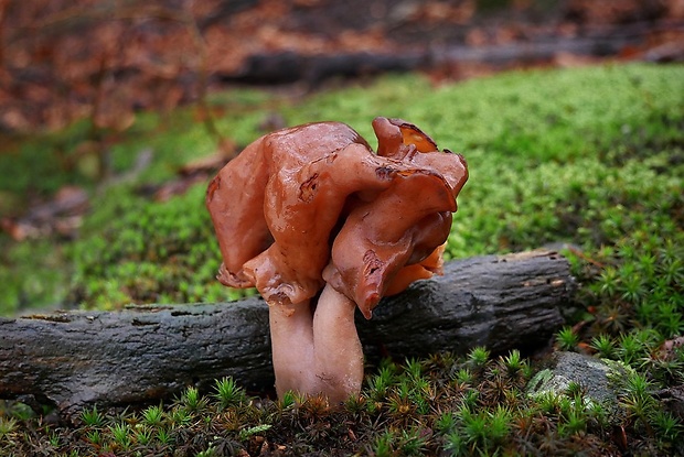 ušiak mitrovitý Gyromitra infula (Schaeff.) Quél.