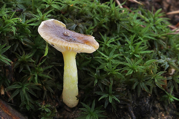 šťavnačka mrazová Hygrophorus hypothejus (Fr.) Fr.