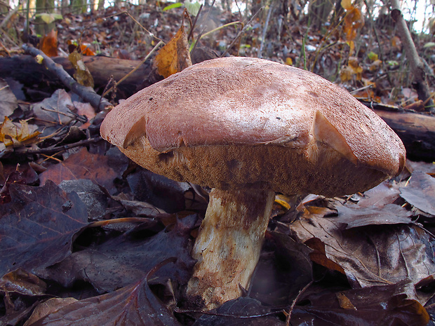 kozák topoľový Leccinum duriusculum (Schulzer ex Kalchbr.) Singer