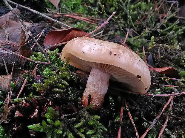 šupinovka hlinovookrová Pholiota lenta (Pers.) Singer