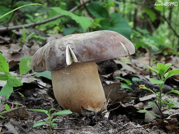 hríb bronzový Boletus aereus Bull. ex Fr.