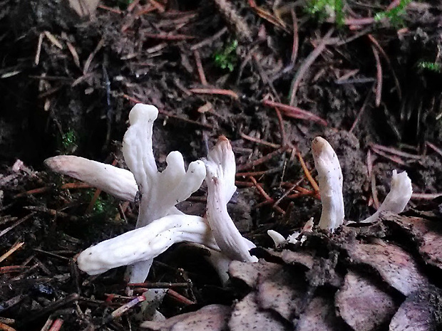 konárovka vráskavá Clavulina rugosa (Bull.) J. Schröt.