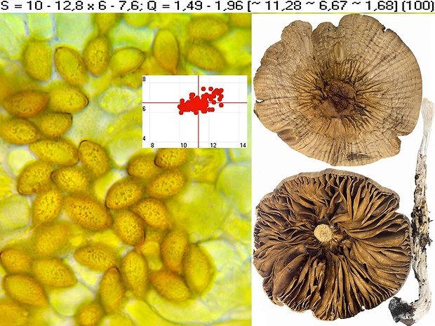 pavučinovec mokvajúci Cortinarius mucifluoides Rob. Henry ex Bidaud, Moënne-Locc. & Reumaux