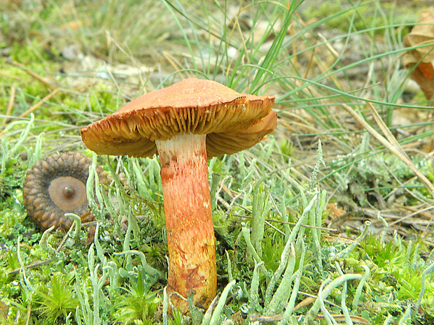 pavučinovec Cortinarius sp.