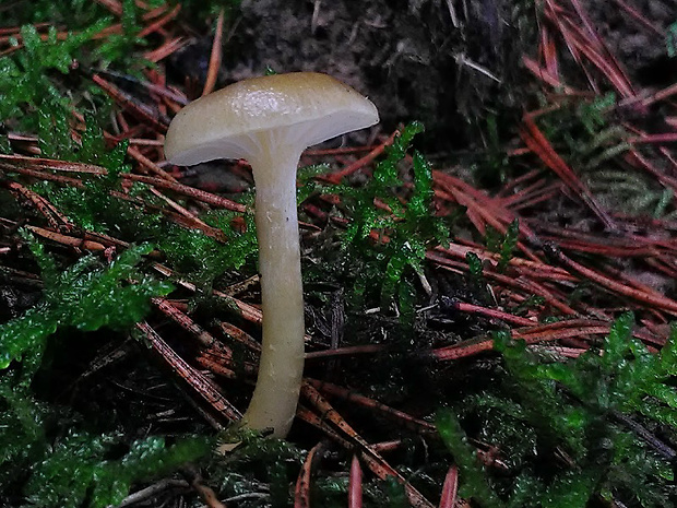 šťavnačka mrazová Hygrophorus hypothejus (Fr.) Fr.