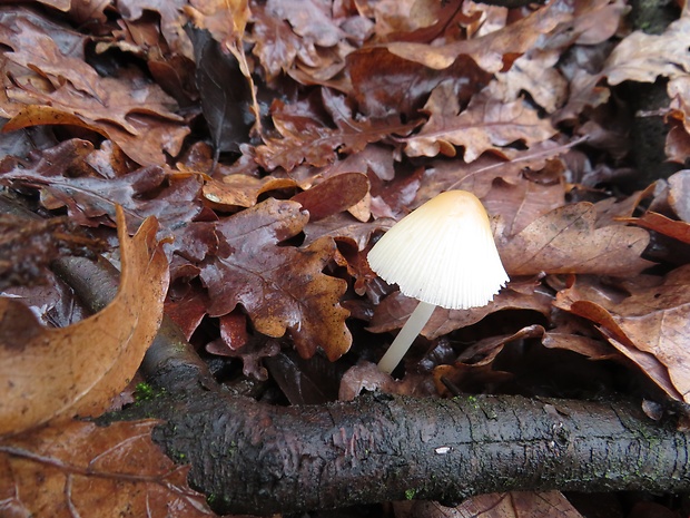 prilbička Mycena sp.