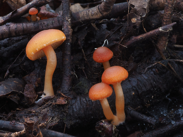 smeťovka zimná Tubaria furfuracea (Pers.) Gillet