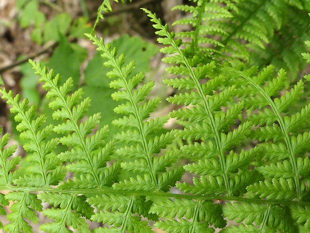 papradka samičia Athyrium filix-femina (L.) Roth