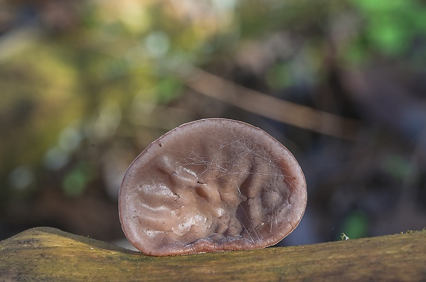 uchovec bazový Auricularia auricula-judae (Bull.) Quél.