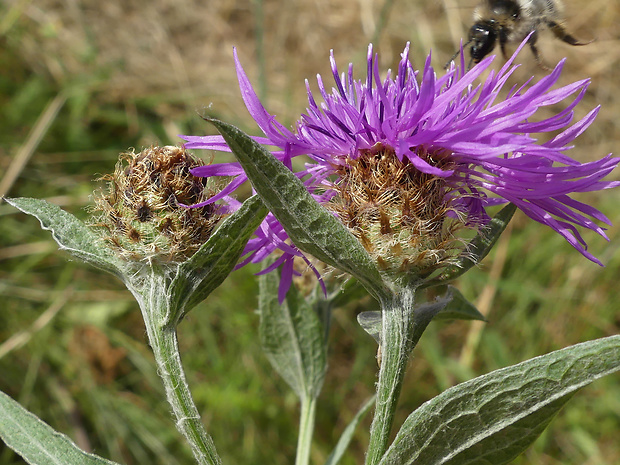 nevädzovec Centaurea × fleischeri Hayek