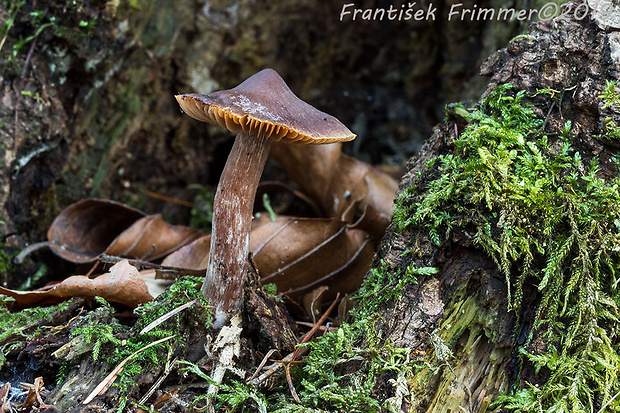 pavučinovec Cortinarius sp.