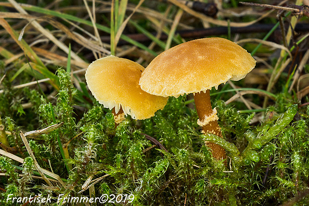 zrnivka okrová Cystoderma amianthinum (Scop.) Fayod