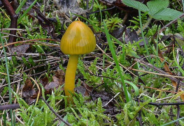 lúčnica žltozelená Gliophorus psittacinus (Schaeff.) Herink