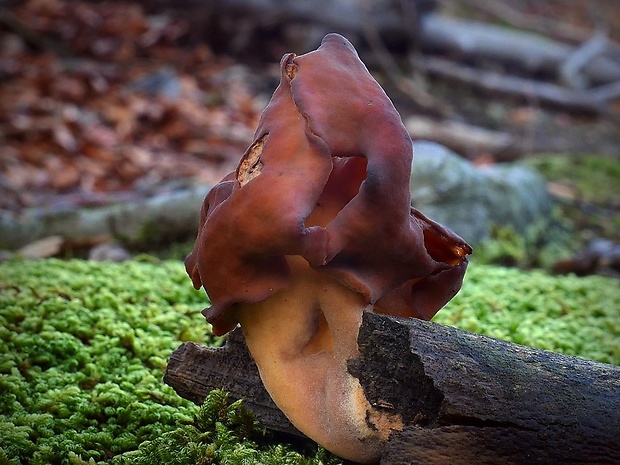 ušiak mitrovitý Gyromitra infula (Schaeff.) Quél.