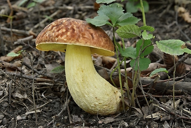 hríb jamkatý Hemileccinum depilatum (Redeuilh) Šutara