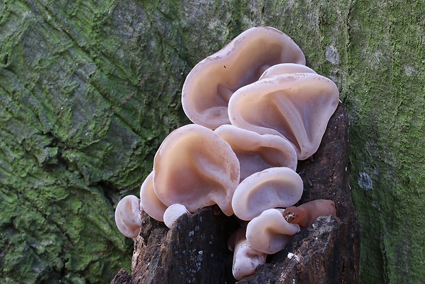 uchovec bazový Auricularia auricula-judae (Bull.) Quél.