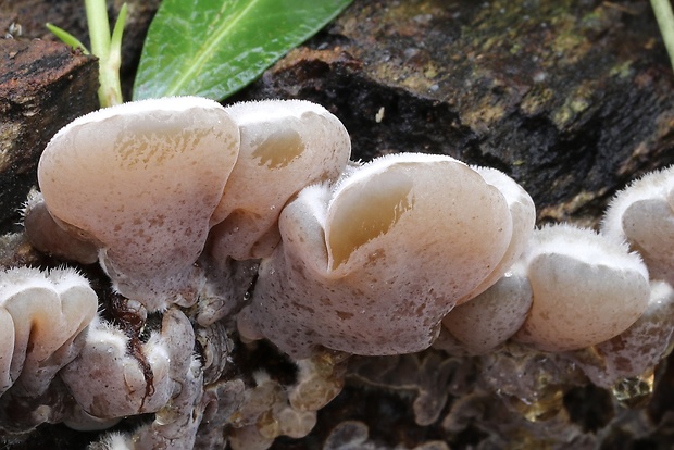 uchovka pásikavá Auricularia mesenterica (Dicks.) Pers.