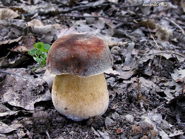 hríb bronzový Boletus aereus Bull. ex Fr.