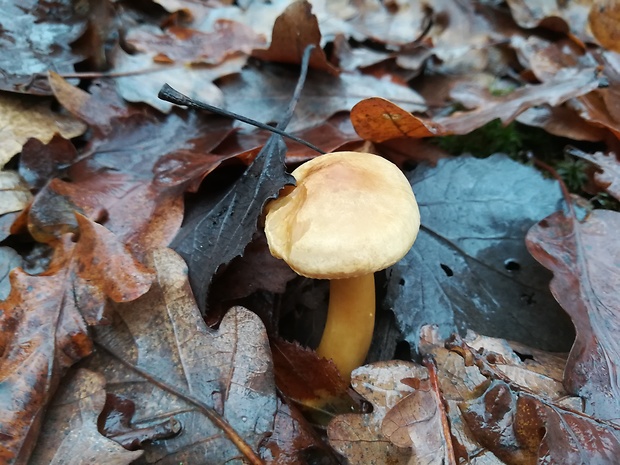 meďovec korenistý Chalciporus piperatus (Bull.) Bataille