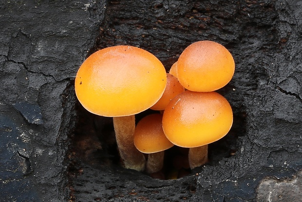 plamienka Flammulina sp.