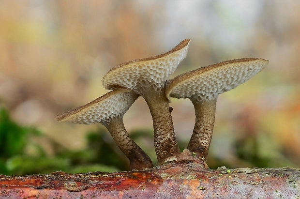 trúdnik zimný Lentinus brumalis (Pers.) Zmitr.