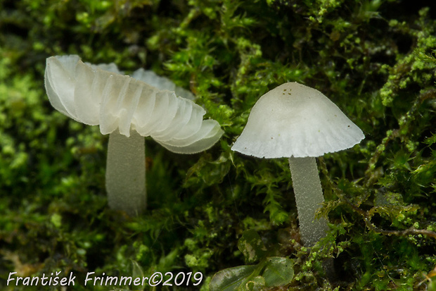 prilbička žltkastá Mycena olida Bres.